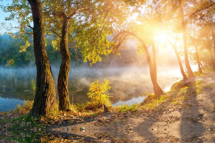 Ember Drift: sunbeams breaking through morning fog in an autumn forest